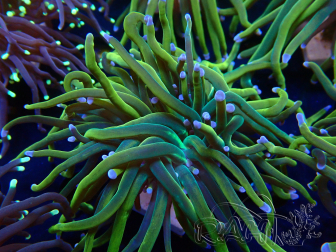 WYSIWYG Euphyllia glabrescens (Maricultura aclimatada bajo LED)