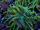 WYSIWYG Euphyllia glabrescens (Maricultura aclimatada bajo LED)