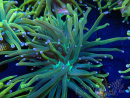 WYSIWYG Euphyllia glabrescens (Maricoltura acclimatata sotto LED)