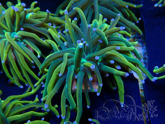 WYSIWYG Euphyllia glabrescens (Mariculture acclimaté sous LED) 8L7