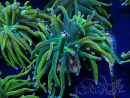 WYSIWYG Euphyllia glabrescens (Marikultur, akklimatisiert unter LED) 8L7