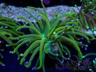 WYSIWYG Euphyllia glabrescens (Mariculture acclimated under LED)