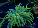 WYSIWYG Euphyllia glabrescens (Maricultured acclimated under LED) 8M7