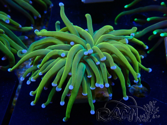 WYSIWYG Euphyllia glabrescens (Mariculture acclimaté sous LED) 8N7
