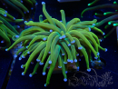 WYSIWYG Euphyllia glabrescens (Mariculture acclimaté sous LED)