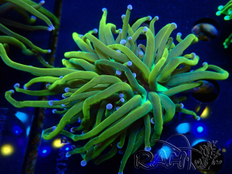 WYSIWYG Euphyllia glabrescens (Mariculture acclimated under LED) 8N7