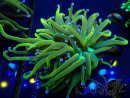 WYSIWYG Euphyllia glabrescens (Mariculture acclimated under LED) 8N7
