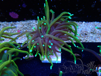 WYSIWYG Euphyllia glabrescens (Mariculture acclimaté sous LED)