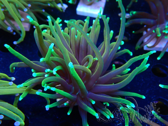 WYSIWYG Euphyllia glabrescens (Mariculture acclimaté sous LED) 8N7