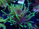 WYSIWYG Euphyllia glabrescens (Mariculture acclimated under LED) 8N7