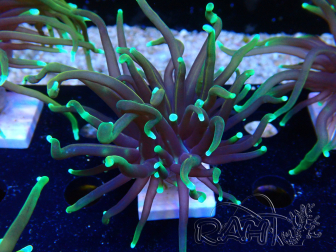 WYSIWYG Euphyllia glabrescens (Marikultur akklimatisiert unter LED)