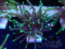 WYSIWYG Euphyllia glabrescens (Mariculture acclimaté sous LED) 8O5