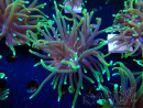 WYSIWYG Euphyllia glabrescens (Maricoltura acclimatata sotto LED) 8N7
