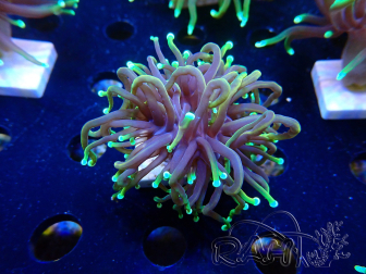WYSIWYG Euphyllia glabrescens (Mariculture acclimaté sous LED)