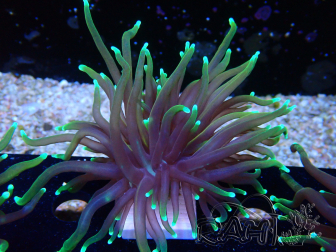WYSIWYG Euphyllia glabrescens (Mariculture acclimaté sous LED) 8P1