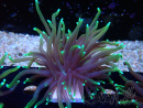 WYSIWYG Euphyllia glabrescens (Marikultur, akklimatisiert unter LED) 8N7