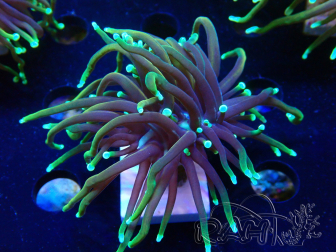 WYSIWYG Euphyllia glabrescens (Marikultur, akklimatisiert unter LED) 8N7