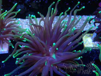 WYSIWYG Euphyllia glabrescens (Maricoltura acclimatata sotto LED) 8N7
