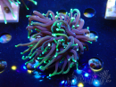 WYSIWYG Euphyllia glabrescens (Mariculture acclimated under LED) 8N7