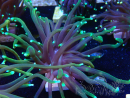 WYSIWYG Euphyllia glabrescens (Mariculture acclimaté sous LED) 8N7