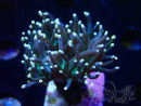 WYSIWYG Euphyllia glabrescens (Maricultura aclimatada bajo LED) 8N7