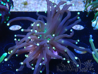 WYSIWYG Euphyllia glabrescens (Mariculture acclimated under LED) 8N7