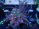 WYSIWYG Euphyllia glabrescens (Mariculture acclimated under LED) 8N7