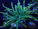 WYSIWYG - Euphyllia glabrescens (Mariculture acclimated under LED)