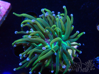 WYSIWYG - Euphyllia glabrescens (Mariculture acclimaté sous LED)