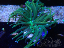 WYSIWYG - Euphyllia glabrescens (Maricultura aclimatada bajo LED)