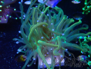 WYSIWYG - Euphyllia glabrescens (Mariculture acclimaté sous LED)