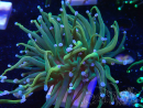 WYSIWYG - Euphyllia glabrescens (Mariculture acclimated under LED)
