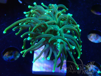WYSIWYG - Euphyllia glabrescens (Mariculture acclimaté sous LED)