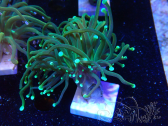 WYSIWYG - Euphyllia glabrescens (Maricultura aclimatada bajo LED)