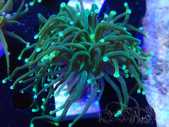 WYSIWYG - Euphyllia glabrescens (Mariculture acclimaté sous LED) 8R7