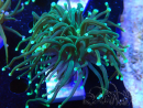 WYSIWYG - Euphyllia glabrescens (Maricoltura acclimatata sotto LED)