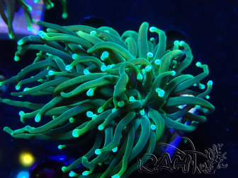 WYSIWYG - Euphyllia glabrescens (Mariculture acclimaté sous LED)