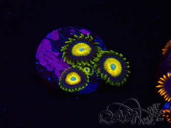 WYSIWYG Zoanthus Scrambled Eggs