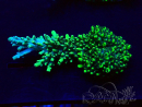 WYSIWYG Acropora Mariculture acclimated LED