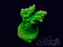 WYSIWYG Acropora 15B1 Mariculture acclimaté led