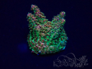 WYSIWYG Acropora Geacclimatiseerde maricultuur LED