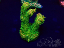 WYSIWYG Acropora Maricoltura acclimatata a LED