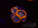 WYSIWYG - RAH Zoanthus Volcanic Rift