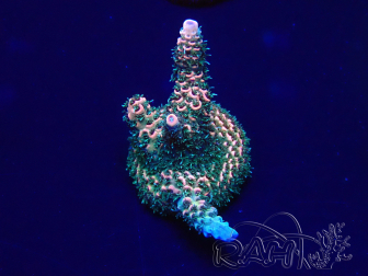 WYSIWYG Acropora millepora Mariculture acclimated LED