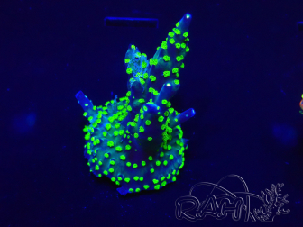 WYSIWYG Acropora 15I4 Mariculture acclimated led