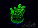 WYSIWYG Acropora Marikultur akklimatisiert LED