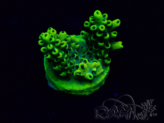 WYSIWYG Acropora millepora 15I6 Mariculture acclimaté led