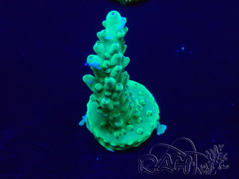 WYSIWYG Acropora 15I8 Maricultura aclimatada LED