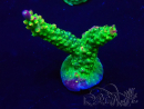 WYSIWYG Acropora millepora Mariculture acclimated LED