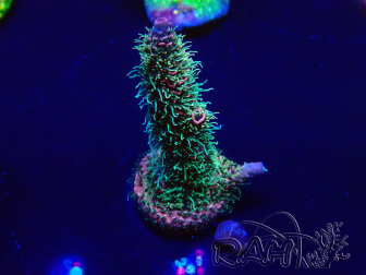 WYSIWYG Acropora spathulata Maricoltura acclimatata a LED